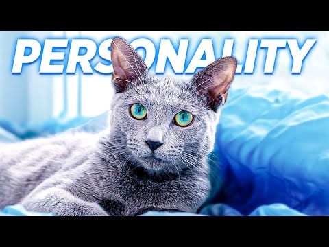 The Amazing Personality Of The Russian Blue Cat!
