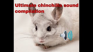 chinchilla sounds, noises compilation and what they mean