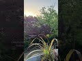 Lemongrass daybreak #goodvibes #goodmorning #lemongrass