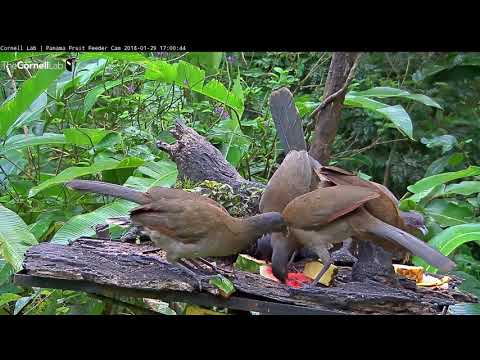 Video 2018 01 29 165736 How long does it take for a feeder full of fresh fruit to be completely empt