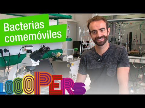 Bacterias comemóviles