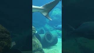 o predador do oceano