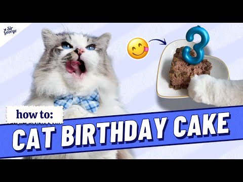 How to Make a Cute Cat-Safe Birthday Cake