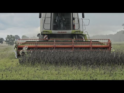 Saaten-Union: Ackerbohnen dreschen – so gelingt es am Besten!