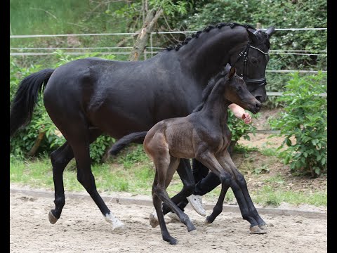 Tayfur, HF von Grafenstolz a.d. Trollblume von Scaglietti, Z. Brigitte Manke
