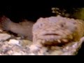 Oyster Toadfish 