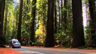 "Standing Tall", California Giant  Redwoods featuring Frankie Beverly and Maze "Look At California"