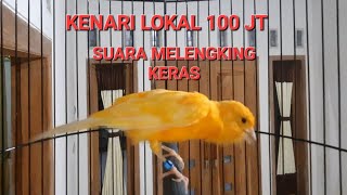 Download lagu 🔴 NGERI‼️KENARI LOKAL JUARA 100JT, SUARANYA KERAS,NGEROL PANJANG         #kenari100juta #kenarilokal mp3