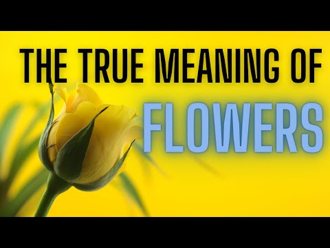 🌼🌹象徴的な意味を持つ12の最も美しい花 |花の本当の意味