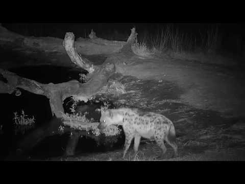 Djuma: Lone Hyena not long after Lions came through - 23:22 - 06/07/19