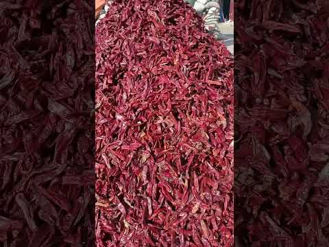 Whole spices dry red chilli, pp bag, packaging size: 25 kg