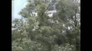 No Peliemos Tanto Lyrics English Translation