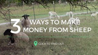TOP 3 WAYS TO MAKE MONEY WITH SHEEP!
