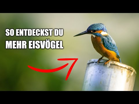 Eisvogel - Vogelstimmen lernen