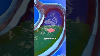 What Happens When You Swallow Chewing Gum? 🍬