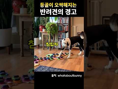 강아지가 ‘침입자’ 버튼을 눌렀다…
