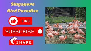 Download lagu Bird Paradise Singapore #travel #travelogue #singaporetourism #singapore #singaporezoo mp3 Download lagu Bird Paradise Singapore #travel #travelogue #singaporetourism #singapore #singaporezoo mp3