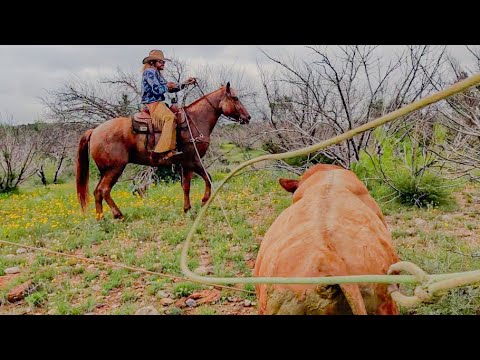 Dale Ropes A Wild Bull!!