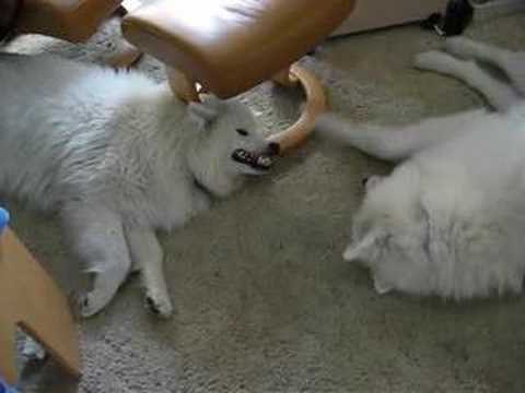 Kuma 5/23/2008 Part2