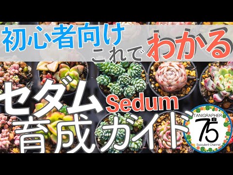 春の多肉植物の世話はどうすればいいですか？健康な植物へのガイド!  庭園