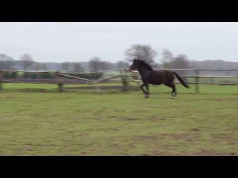 Anydale Martien New-Forest Hengst