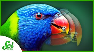 Bigger Beaks Through Climate Change | SciShow News
