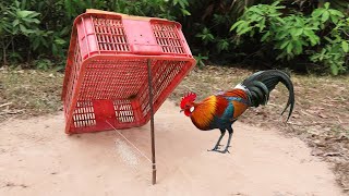 Easy Installing DIY Chicken Trap Using Old Basket - Simple Bird Trap Easily
