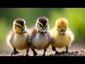 The Ugly Duckling full story