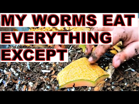 I Feed My Worms Everything- Except 1 Thing -Never Again- ENC Worm Bin