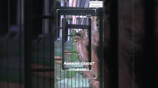 Download lagu Anakan cendet asli Situbondo 😘 mp3