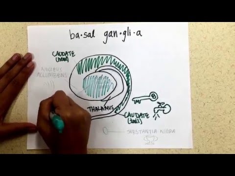 Draw My Basal Ganglia