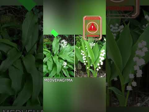 Veszélyes növények az erdőben