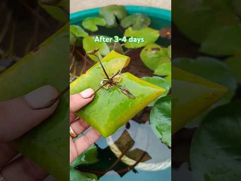 How to grow water lily from leaf🍀 #waterlily #aquaticplants #plants #ytshorts #shorts #gardening