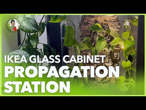 Transforming My IKEA Glass Cabinet into the Ultimate Plant Propagation Station 🌿