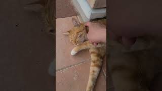 野良猫との戯れ86 #野良猫