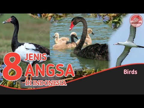 , title : 'Kenali 8 Jenis Burung Angsa di Indonesia.'