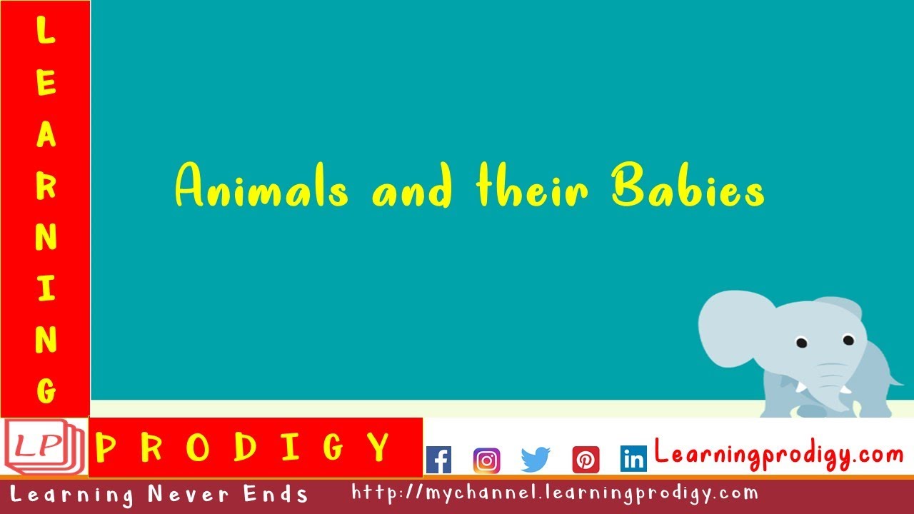 Animals and Babies || Animals and Young ones