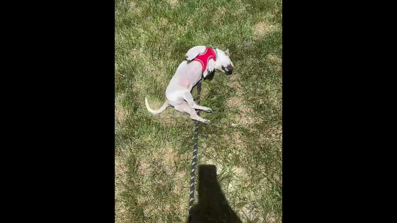 Enlarge Benny, a ADOPTABLE mixed breed in Boulder, CO video 2/6