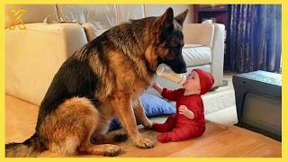 When Your Baby and Giant German Shepherd Help Each Other… Nobody Expected This 😍