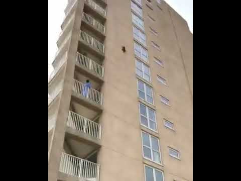 Cat jumps off building and survives