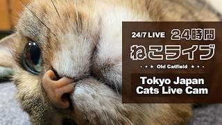 Old Cats Live Cam  - Tokyo Japan 🇯🇵 live webcam