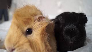 Let it snow (Connie Talbot)