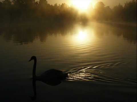 Camille Saint-Saëns : Carnival Of Animals - The Swan
