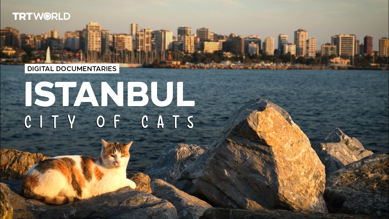 Istanbul: city of cats