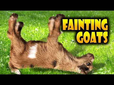 Top 40 Fainting Goats Very Funny Compilation 🐐😂 Goats Fainting Videos
