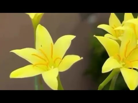 Vrinda garden is live!