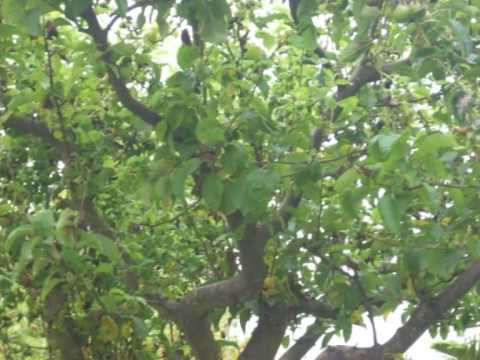 Nandibina -     Quintinha magalhães