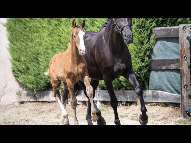 Magnifique Poulain Mâle Alezan