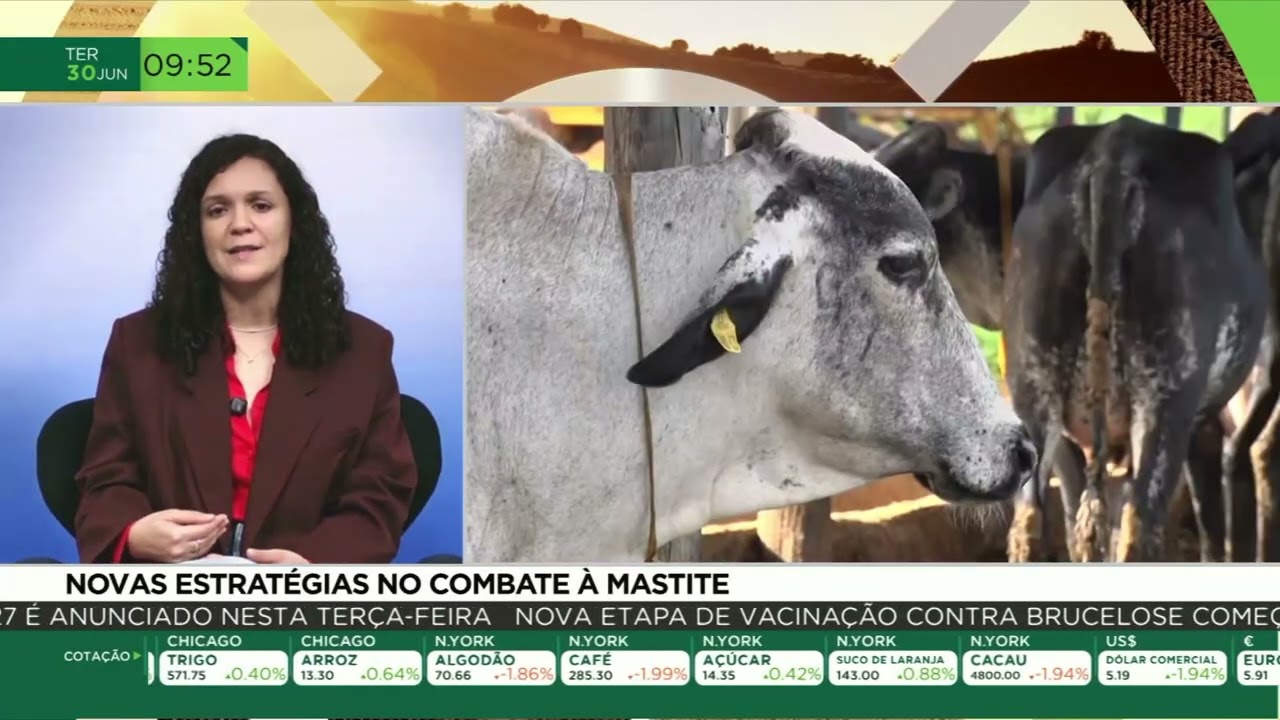 Mastite: como reduzir perdas e aumentar a eficiência na produção de leite