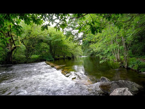 Crystal River Flow in the Lungs of Nature 24/7. Water Sounds, No Birds. White Noise for Sleep Relax.